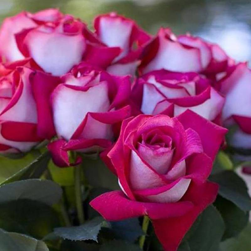 莫妮卡贝鲁奇Monica Bellucci 莫妮卡贝鲁奇Monica Bellucci