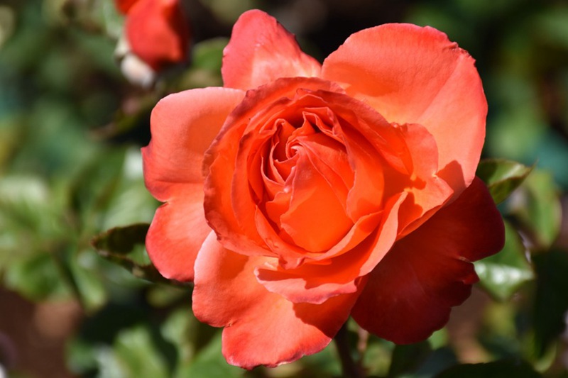 1710398527407199.jpg 彩虹月季是藤本还是灌木?