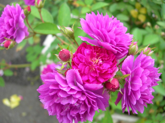 甜蜜马车月季的优缺点 甜蜜马车月季的优缺点