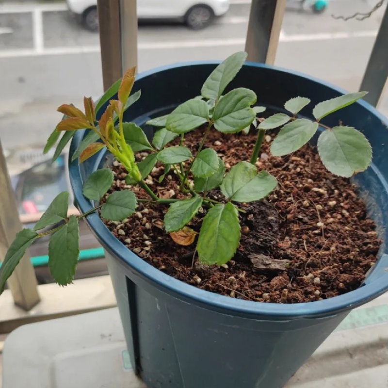 1705559070162087.jpg 月季小苗应该施什么肥