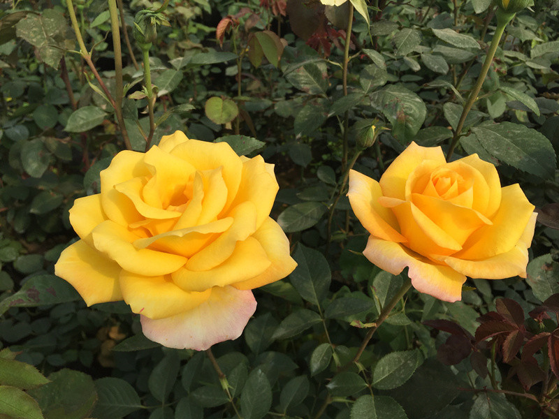 1705565027901755.jpg 入冬后月季花怎么修剪