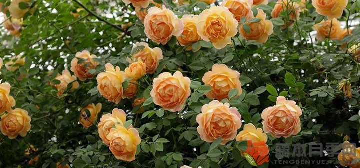 夏洛特夫人月季怎么养(夏洛特夫人爆花技巧) 夏洛特夫人月季怎么养(夏洛特夫人爆花技巧)