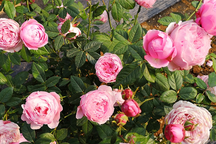 1710569018535142.jpg 京和葵月季选哪个好,有什么区别