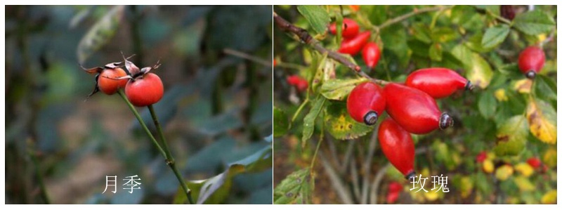 1709964600405307.jpg 玫瑰和月季的区别(全面图解)