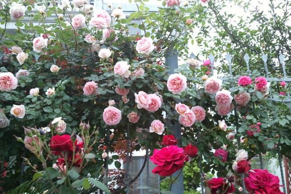 1710284023742333.jpg 月季瑞典女王可以当藤本养吗