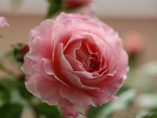 1710200324902671.jpg 海神王月季耐热耐晒吗