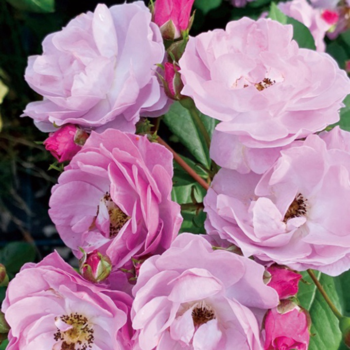 月季花的修剪方法和注意事项 月季花的修剪方法和注意事项