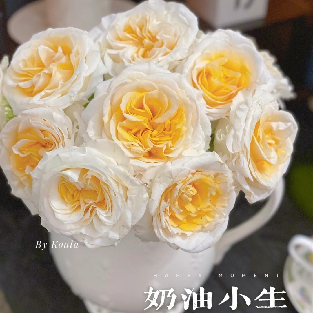 奶油小生月季 奶油小生月季