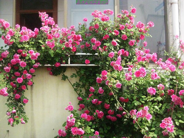 大游行月季秋天开花吗？