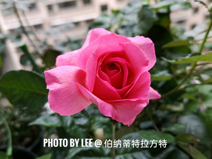 特拉方特月季是什么颜色
