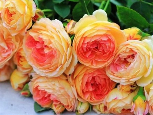 月季花如何施肥和浇水 月季花如何施肥和浇水