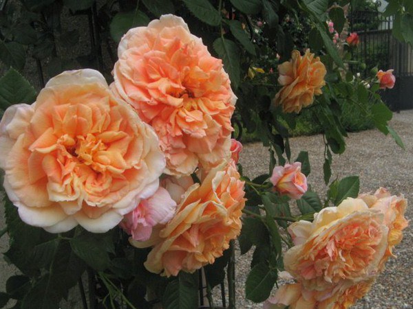 月季花盆栽用什么土栽培好 月季花盆栽用什么土栽培好