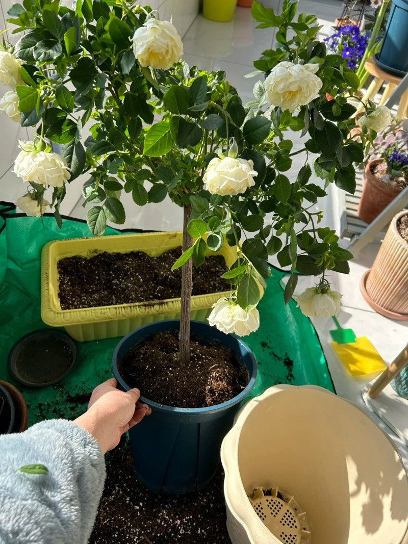 1705300560139649.jpg 棒棒糖月季用多大的花盆