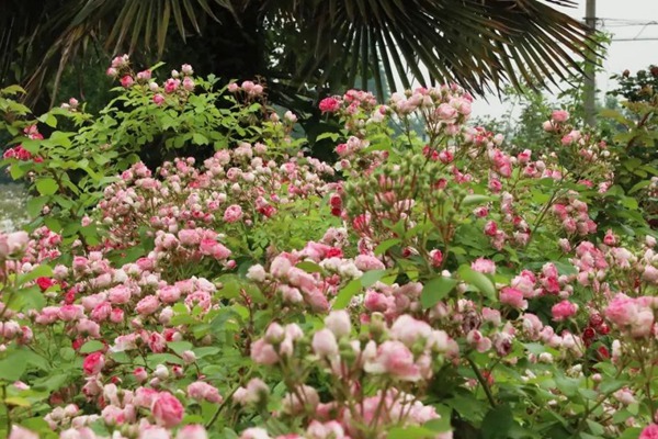 1710329711746878.jpg 胭脂扣适合用来做花墙吗