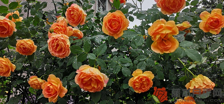 夏洛特夫人月季怎么养(夏洛特夫人爆花技巧) 夏洛特夫人月季怎么养(夏洛特夫人爆花技巧)