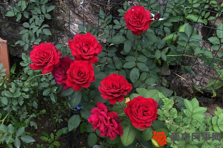 1705564888141632.jpg 蔷薇花的寓意有什么