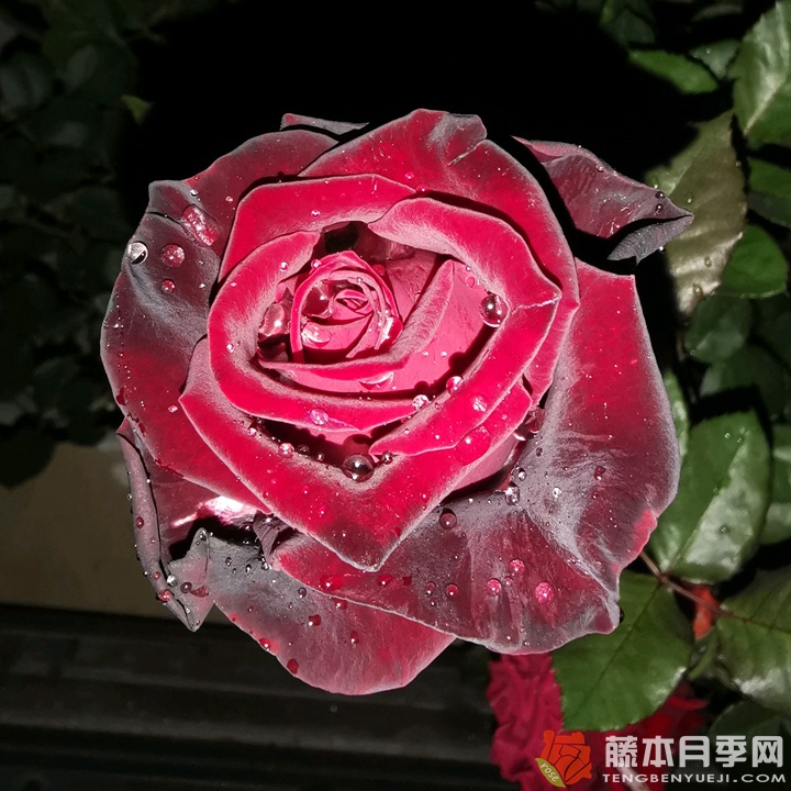 黑金和骇客月季区别