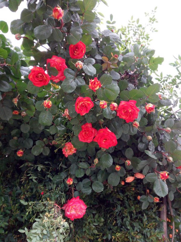 月季花盆栽养殖方法 月季花盆栽养殖方法