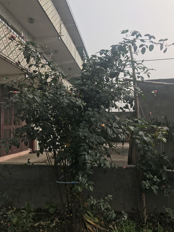 1710373420275225.jpg 我的心月季是藤本还是灌木(大型藤本)