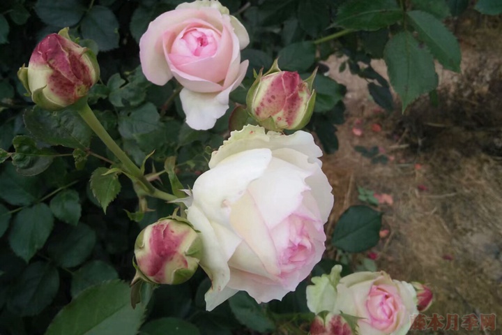 龙沙宝石 龙沙宝石