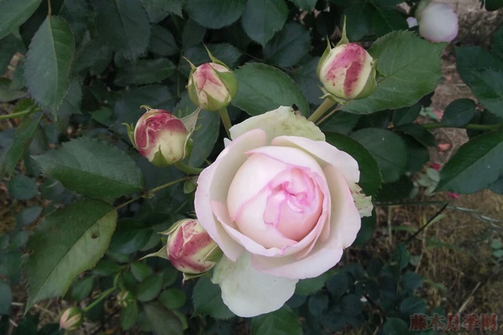 龙沙宝石 龙沙宝石