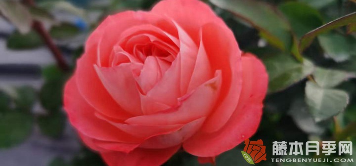 诺娃和果汁阳台月季的区别 诺娃和果汁阳台月季的区别